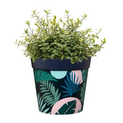 Jungle Plant Pots by Campsis Flowersea 16.8cm Pack of 3