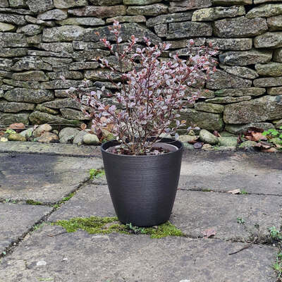 Dark Grey Plant Pots 5 Sizes Milan