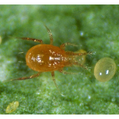 Phytoseiulus Persimilis Red Spider Mite Control