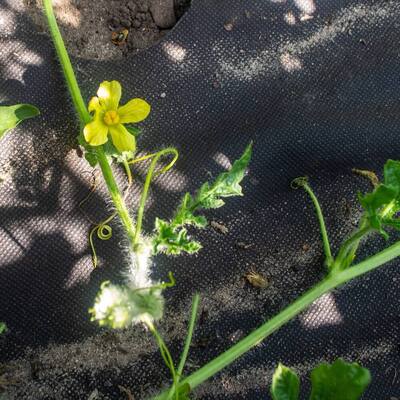 Weed Control Fabric