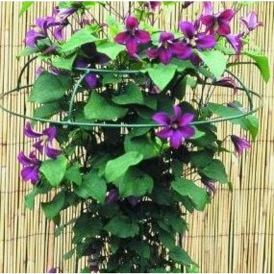 Tuteur Plant Support