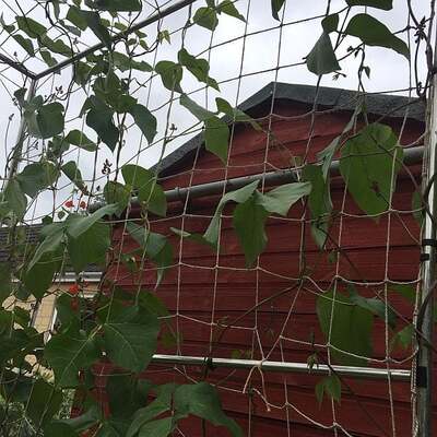 Jute Netting Pea and Bean Biodegradable String Netting