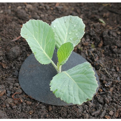 Cabbage Brassica Collars With Copper
