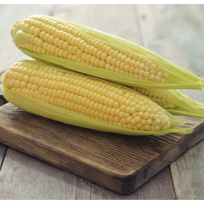 Organic Sweetcorn Seeds