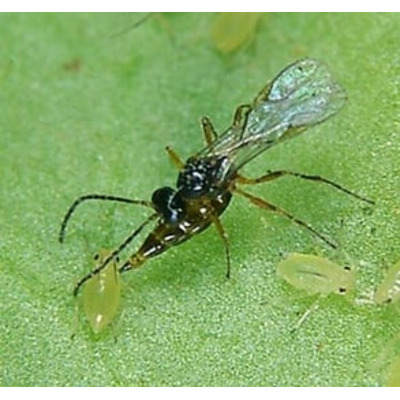 Aphidius Colemani 500 Natural Aphid Control