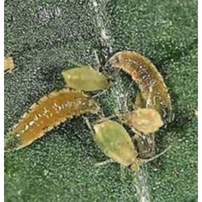 Natural Aphid Control with Aphidoletes aphidimyza