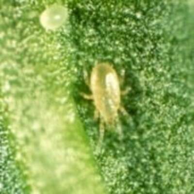 Amblyseius cucumeris " Natural Thrip Control