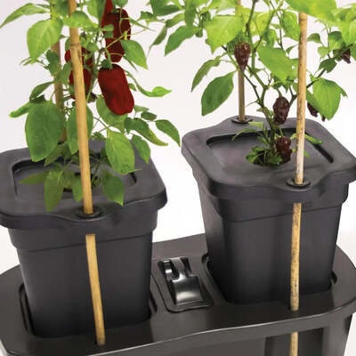 Quad Grow Mulch Caps Professional Plant Support Set of 4