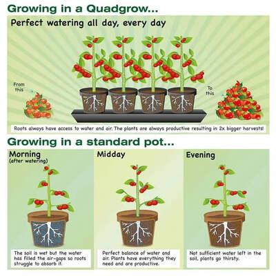 Quadgrow Self-Watering Planter System Water-Efficient Plant Growing