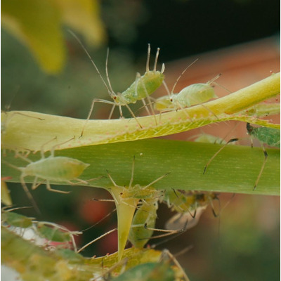 Aphid Predator Attractant Beneficial Insect Attractant