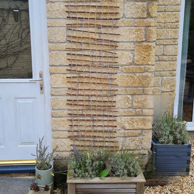 Trellis String and Willow Plant Support