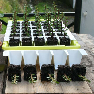 Bustaseed  Propagation Kit