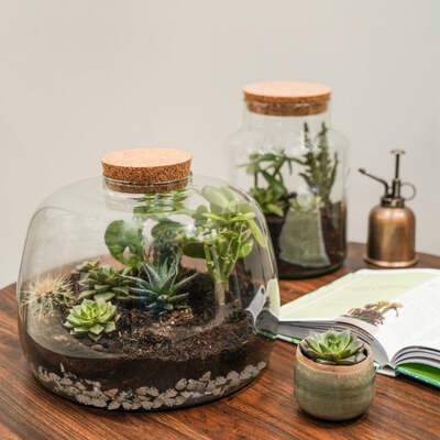 Bowl Shape Terrarium DIY Kit