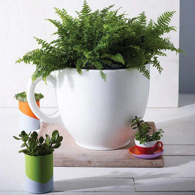 Tea Cup Planter - White
