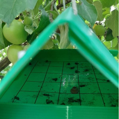 Codling Moth Pheromone Traps & Refills for Apples