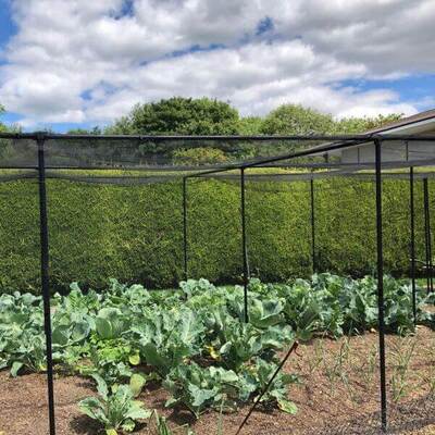 Butterfly Netting Green or Black