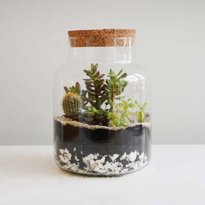 Bowl Shape Terrarium DIY Kit