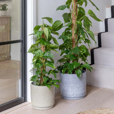 Glazed Terracotta Marble Effect Planter