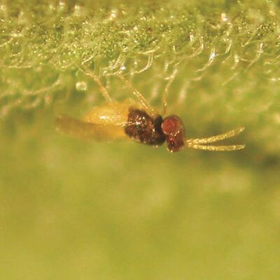Encarsia Formosa " Whitefly Control