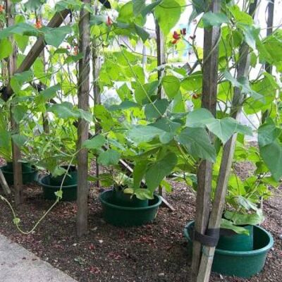 Tomato Growpots Growing Tomatoes in Pots