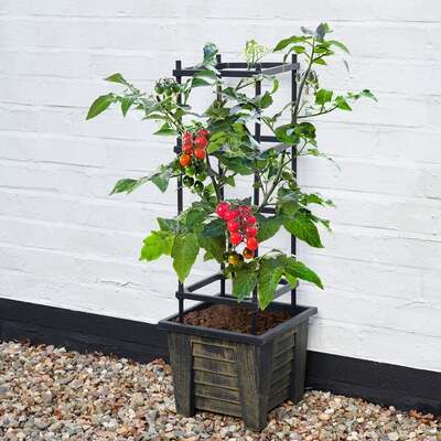 Plant Trellis for Tomatoes Bronze Effect