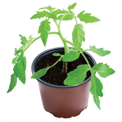 Plastic Terracotta Pots, 3 Sizes