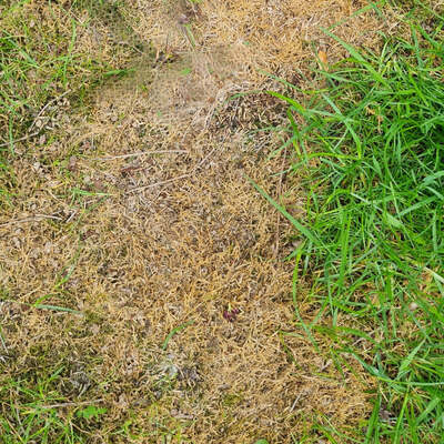 MO Bacter Organic Lawn Fertiliser and Moss Killer