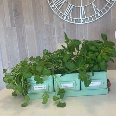 Herb Pots for the Kitchen, Grey, Cream or Green