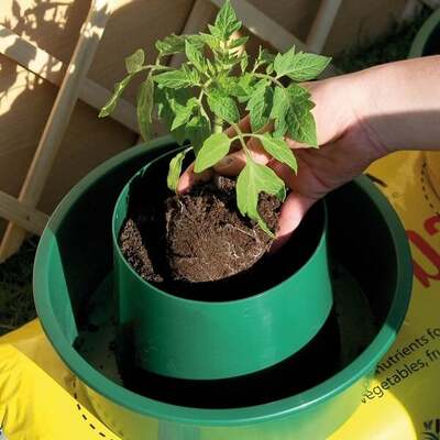 Tomato Growpots Growing Tomatoes in Pots