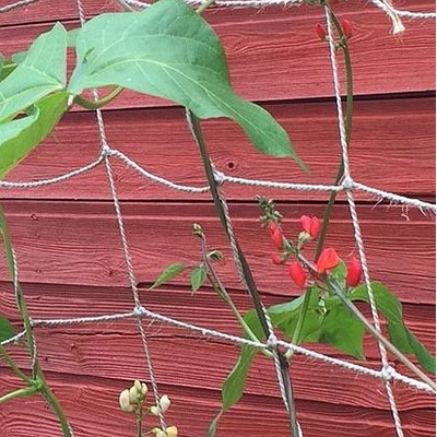 Jute Netting Pea and Bean Biodegradable String Netting