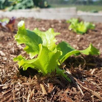 Strulch Bulk Bags - Organic Mulch