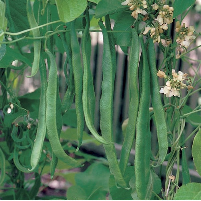 Organic Runner Bean Seeds