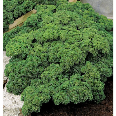 Organic Parsley Seed