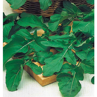 Organic Rocket Seed