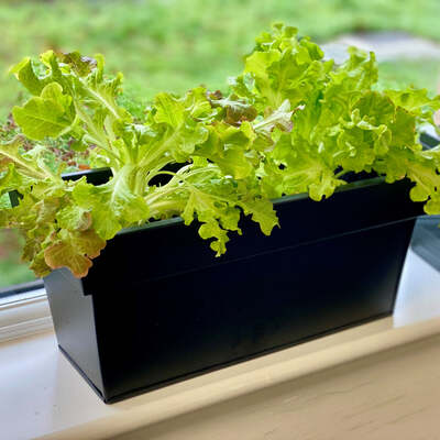 Window Box Black Zinc