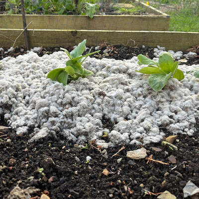 Wool Mulch For Weed Control And Soil Health Woolch